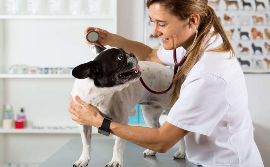 Síntomas Que Tu Perro Puede Presentar Al Tener Fiebre