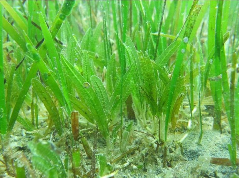 Una planta invasora tropical puede ayudar a mitigar el cambio climático en el Mediterráneo