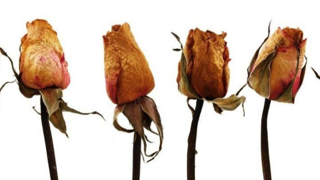 Cómo Secar Una Flor 4 Manipula La Flor Con Cuidado