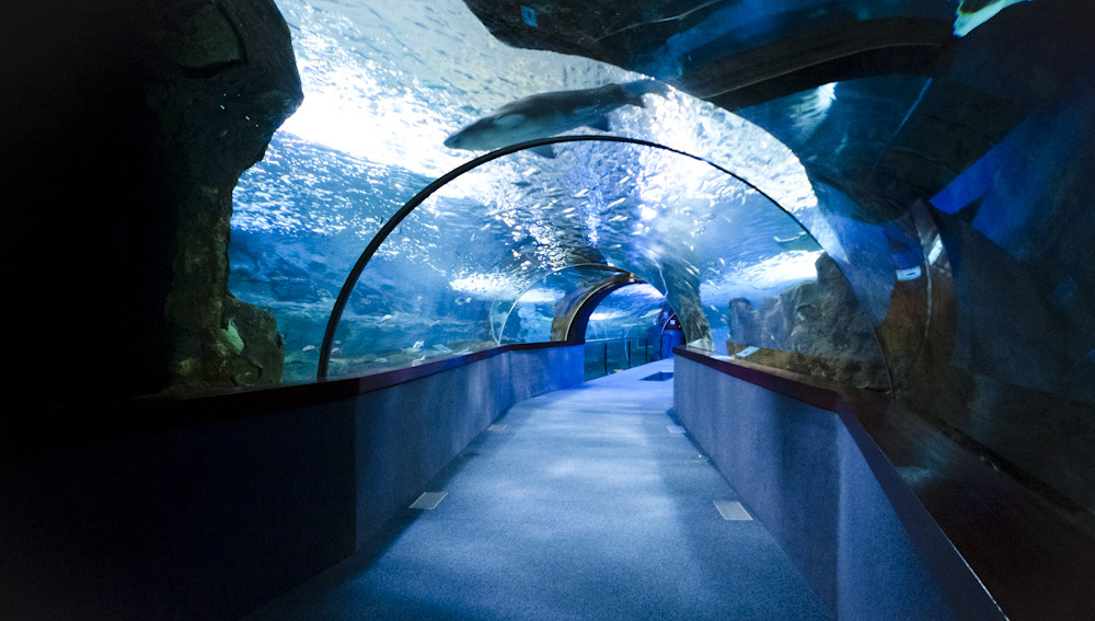 Acuario, Palma De Mallorca  Zoológicos De España