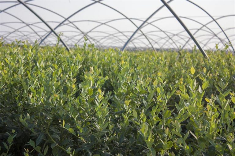 Agricultores se concentran en Moguer «por unos precios justos»