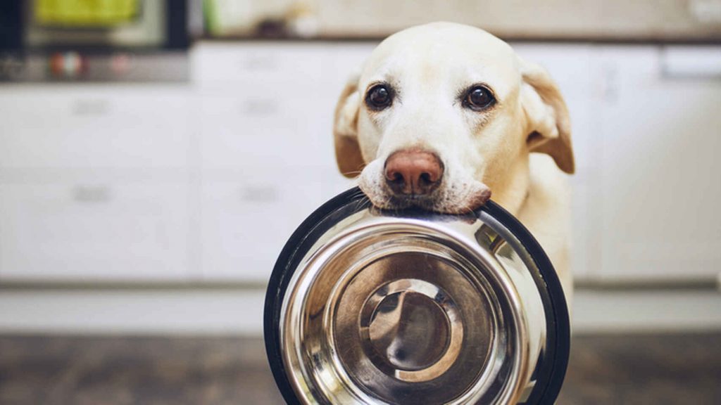Por Qué No Debes Añadir Agua Al Pienso De Tu Perro 6 ¿De Verdad Se Evitan Las Las Enfermedades?