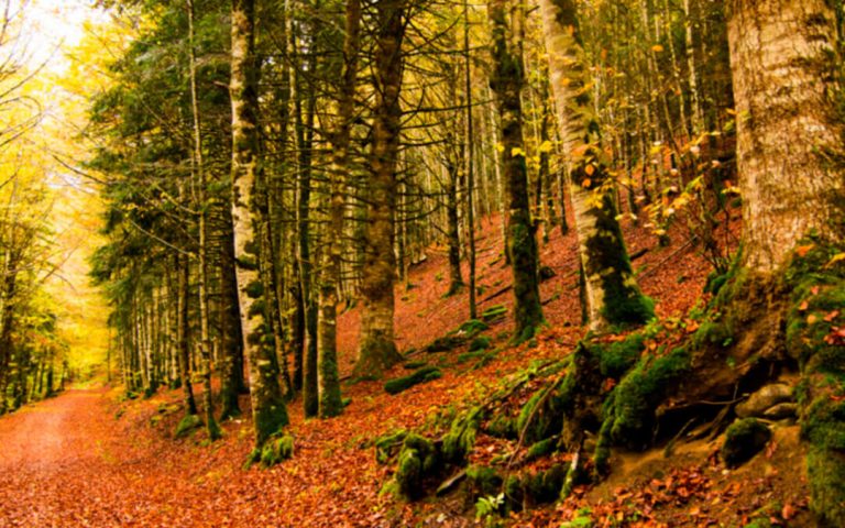 La Ley de Cambio Climático: primer paso para la valorización económica de los bosques como sumideros de CO2