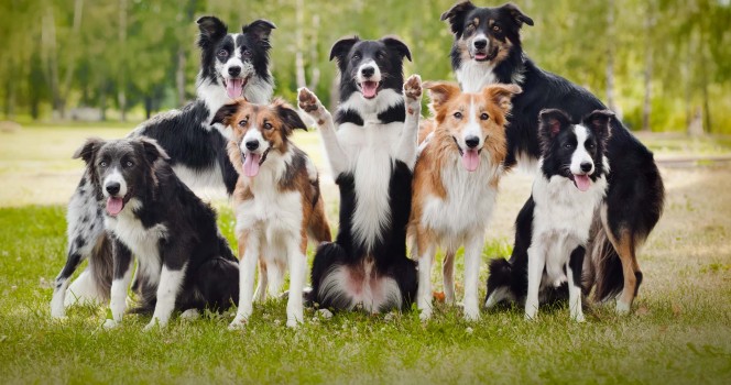 Las 10 razas de perro más inteligentes