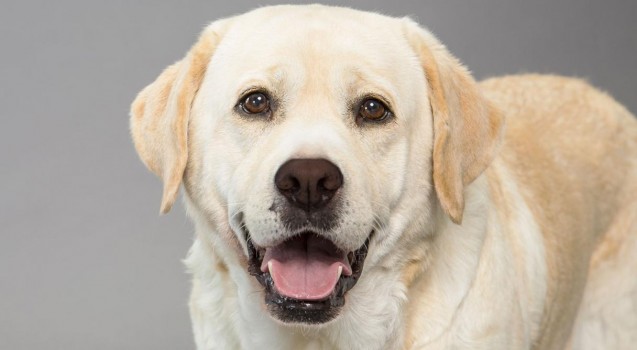 Las 10 Razas De Perro Más Inteligentes