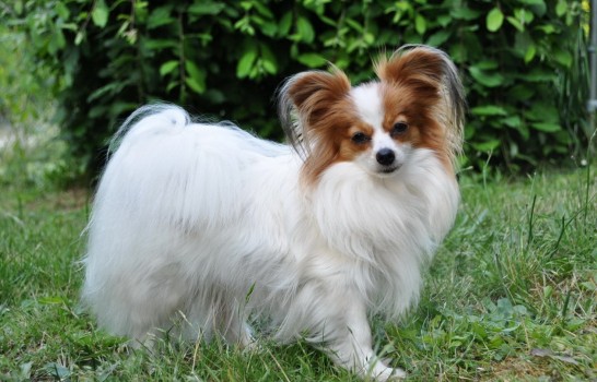 Las 10 Razas De Perro Más Inteligentes