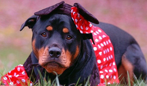 Las 10 Razas De Perro Más Inteligentes