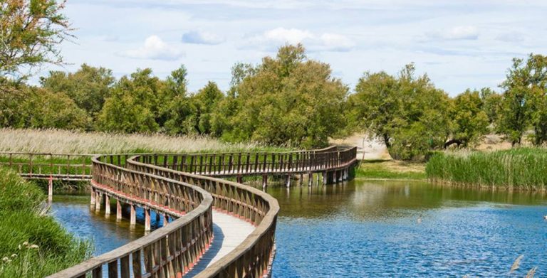 Las Tablas de Daimiel albergarán procesos de cría de la cerceta pardilla