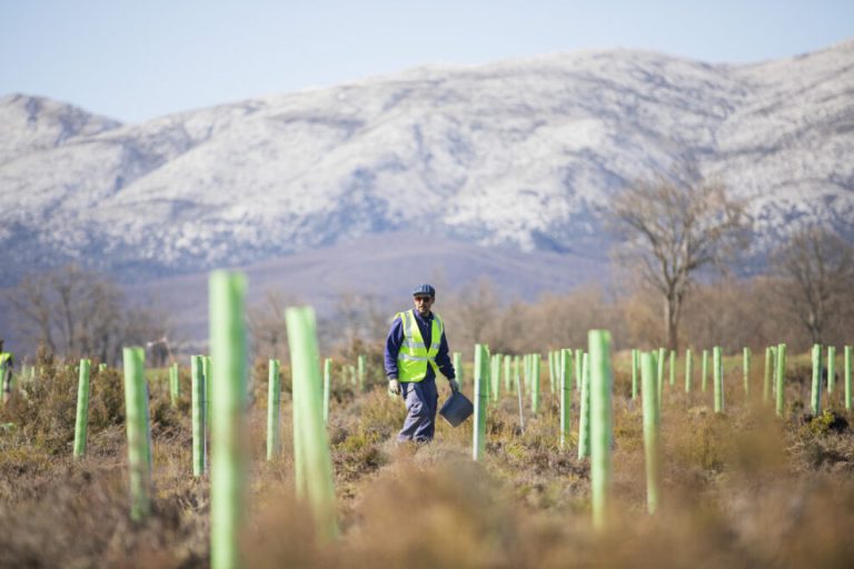 Microsoft y Repsol colaboran en un proyecto para plantar árboles en Torremocha del Jarama