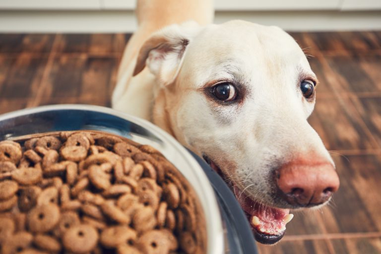 Por Qué No Debes Añadir Agua Al Pienso De Tu Perro 7 Otros Trucos Para La Comida De Los Perros