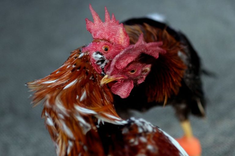 Desalojan en Valencia a 200 personas de un recinto de peleas de gallos clandestinas