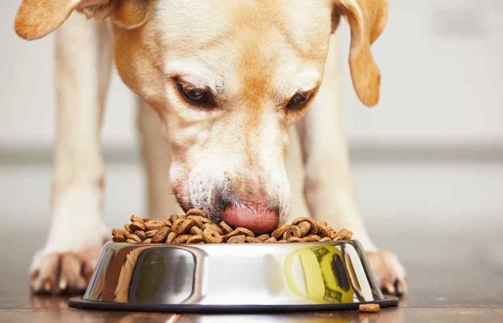 Por Qué No Debes Añadir Agua Al Pienso De Tu Perro 4 Pienso Con Agua Al Lado Perro