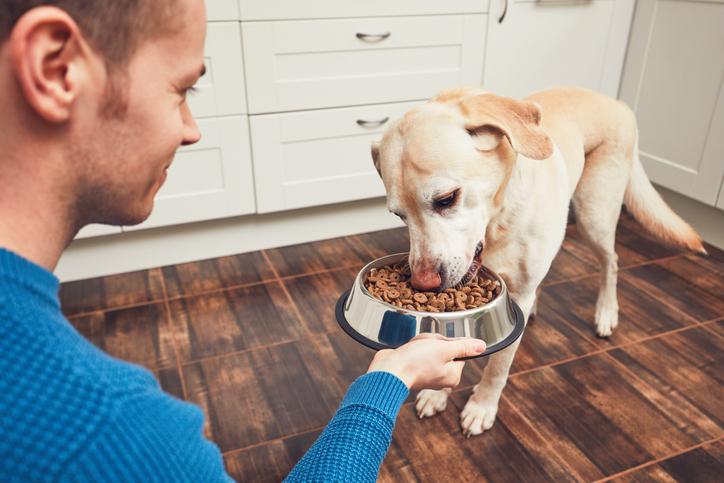 Por qué no debes añadir agua al pienso de tu perro