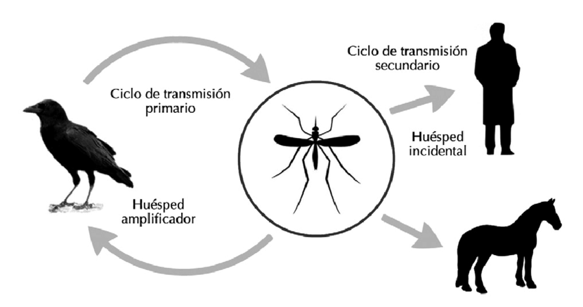 Esquema Del Vno