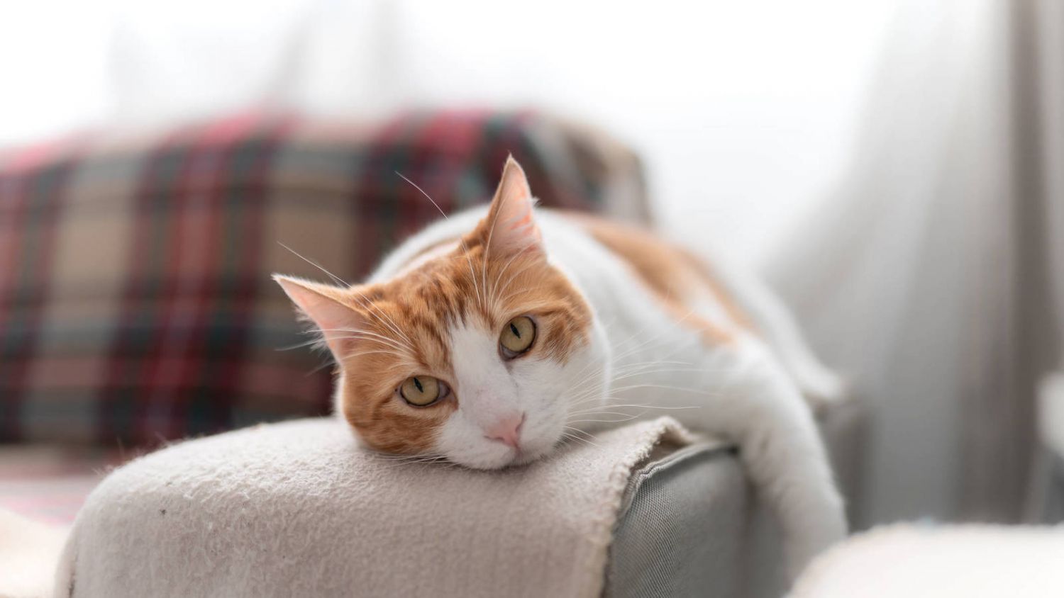 Qué Es La Bolsa Primordial De Los Felinos