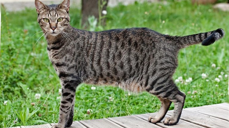 Qué es la bolsa primordial de los felinos