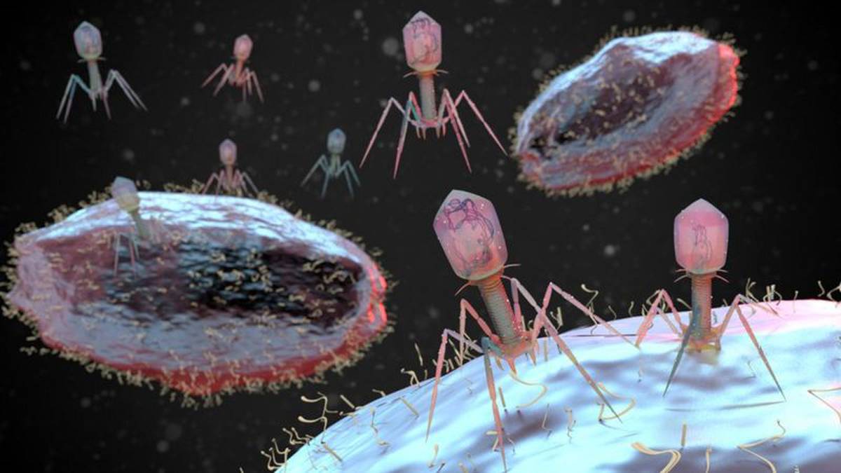 Qué son los bacteriófagos
