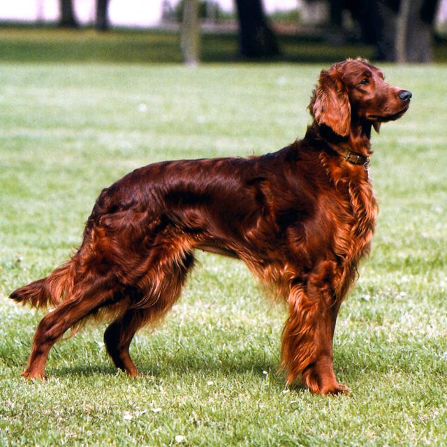 Setter Irlandés