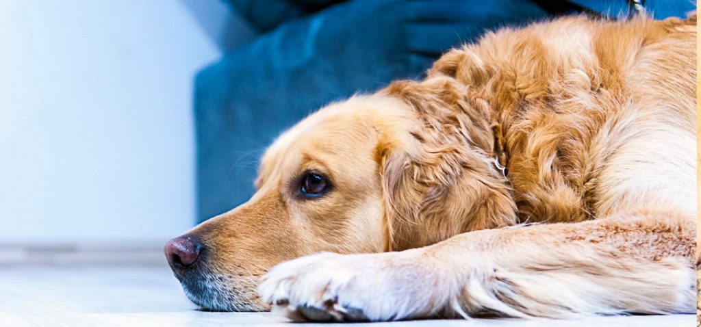 Tratamientos Quirúrgicos Para El Cáncer En Perros