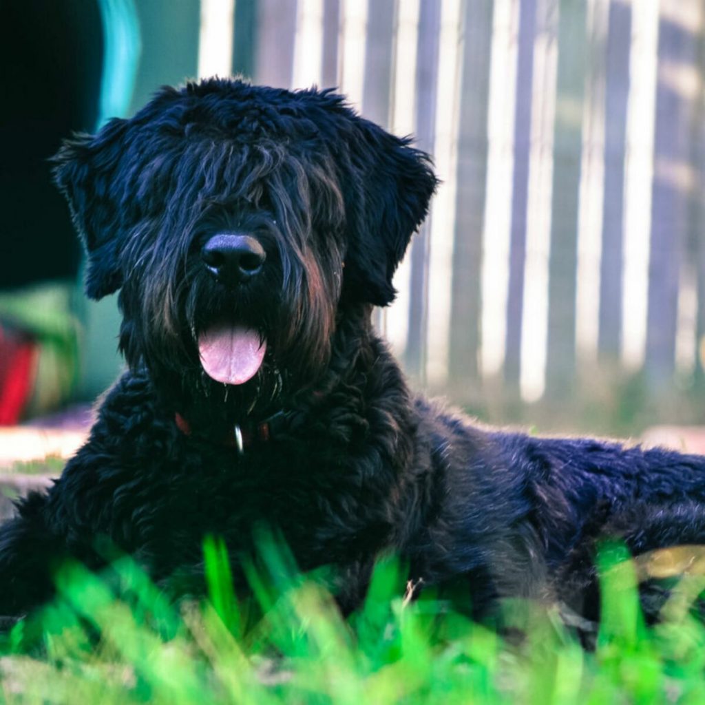 Bouvier Des Flandes