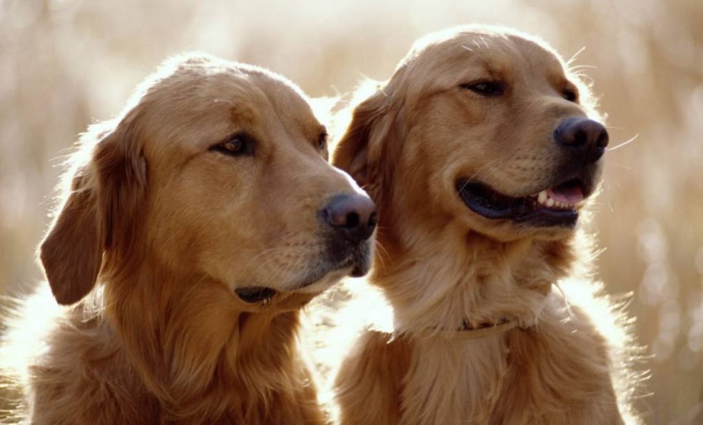 Golden Retriever
