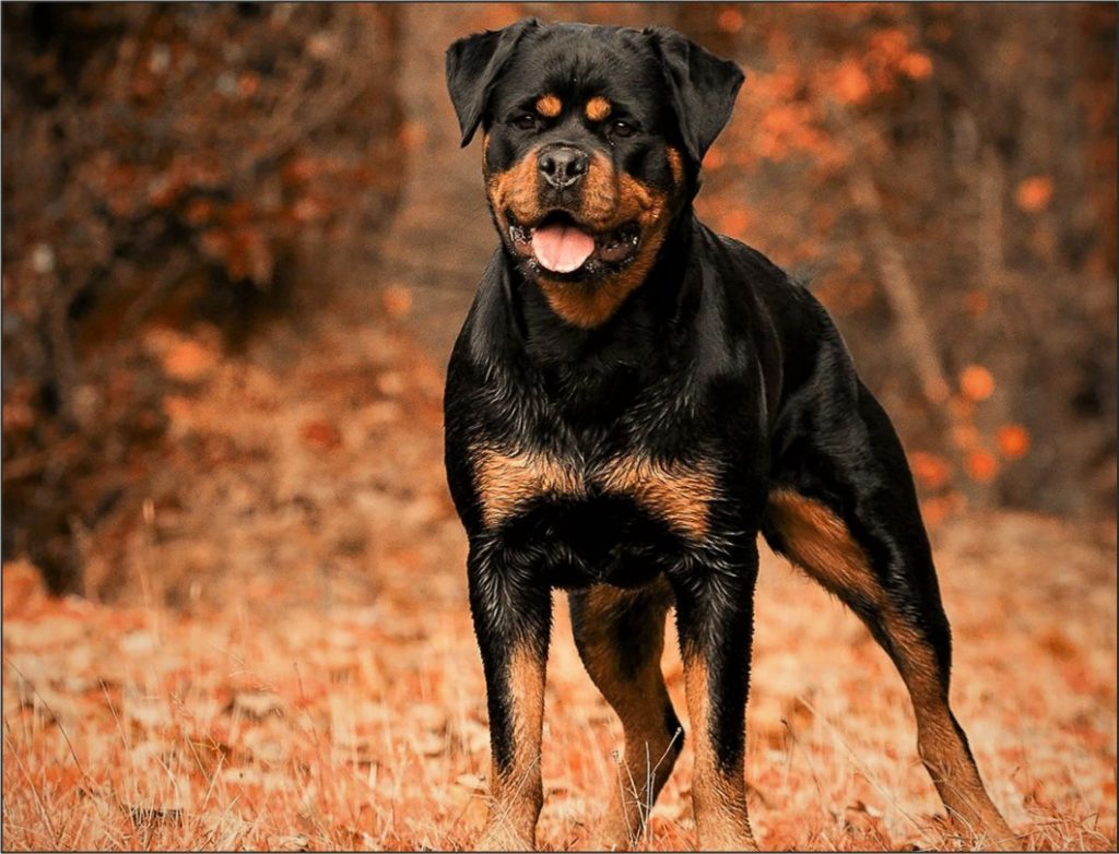 Rottweiler
