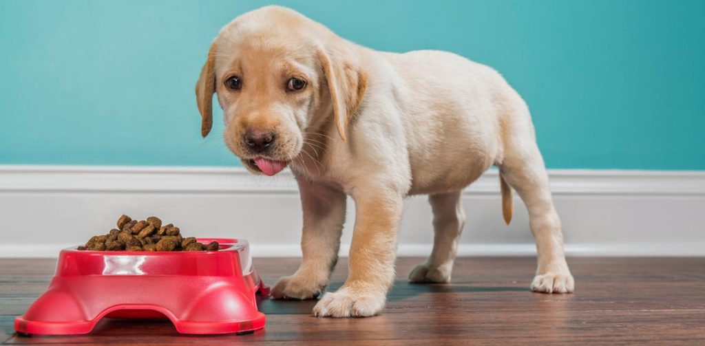 10 Razas De Perros Perfectas Para Hogares Pequeños 1 Cachorro