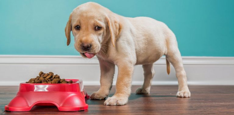 Vacuna para los cachorros, todo lo que debes de saber