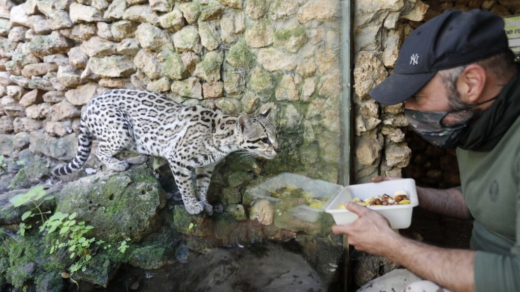 Zoológico De Castellar, Cádiz  Zoológicos De España
