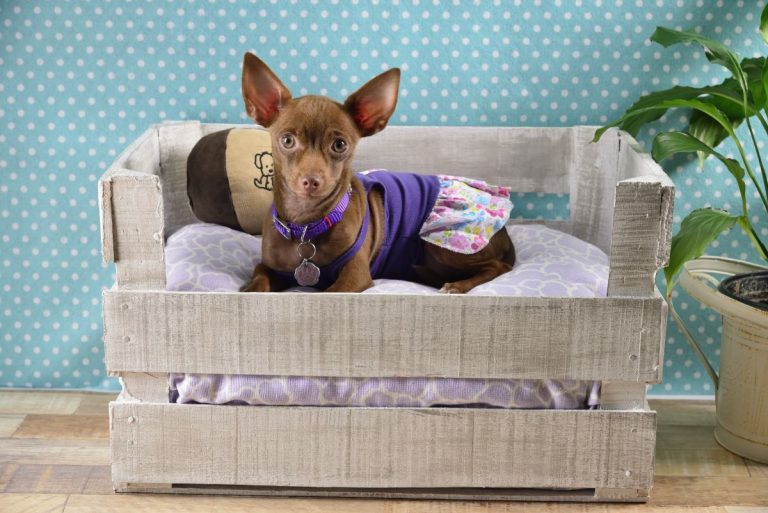 Cómo hacer una cama para perros