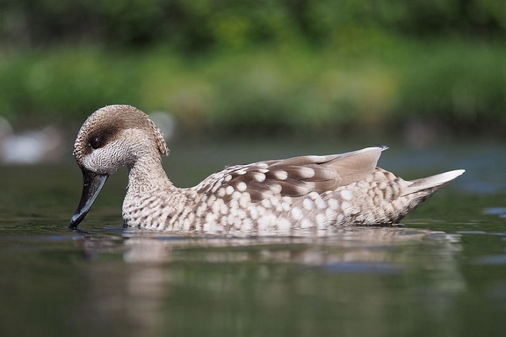 Fundación Biodiversidad suelta 740 cercetas pardilla para reforzar las poblaciones