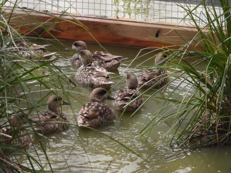 La Junta suelta 34 cercetas pardillas en la laguna de Medina y en marismas de Trebujena