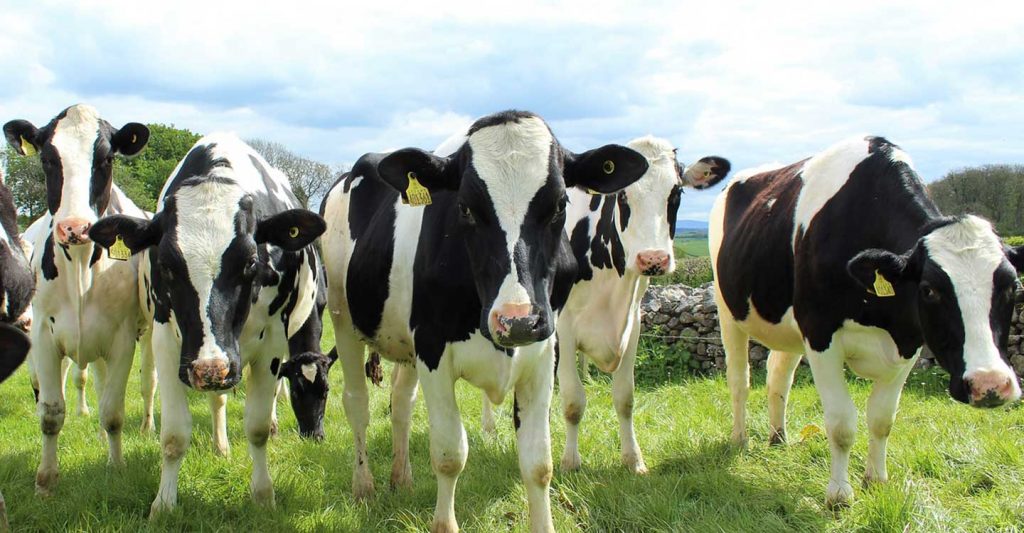 Ganaderos De Vacuno De Leche