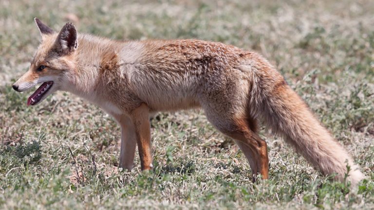 Gurelur acusa a Medio Ambiente de autorizar la «matanza indiscriminada» de zorros en Navarra
