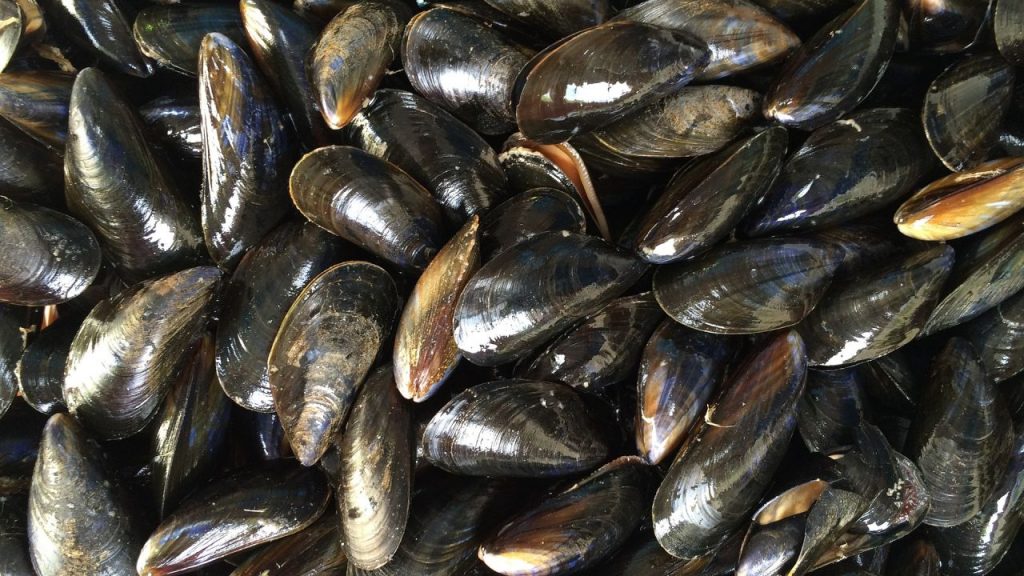 Cuatro Consejos Para Limpiar Mejillones Sin Esfuerzo