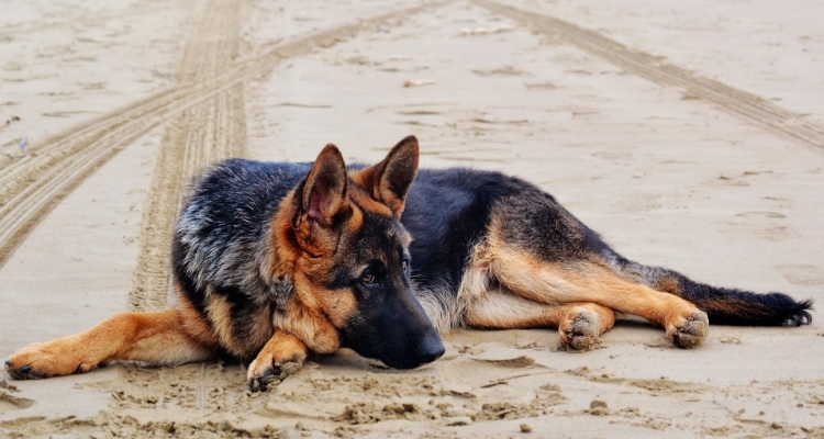 Estas Son Las 10 Razas De Perros Más Inteligentes