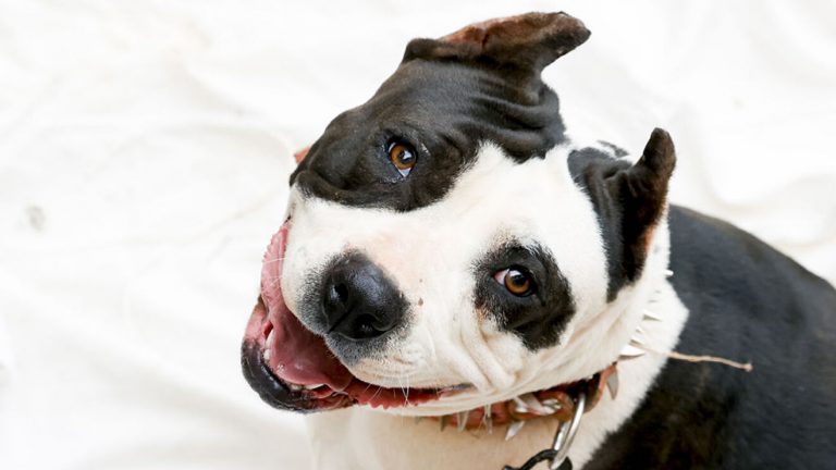 Más de 100.000 perros dejarán de ser considerados peligrosos en España