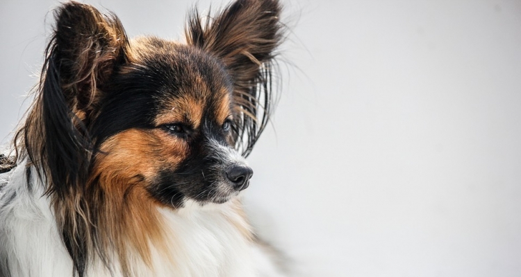 Cáncer de piel en perros: Aclara todas las dudas sobre la enfermedad