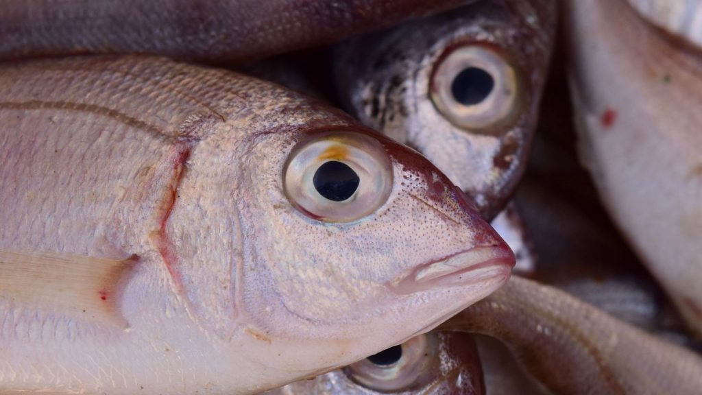 Hay Pescados Con Más Mercurio Que Otros.