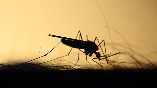 ¿Cómo Luchar Contra Los Mosquitos Y No Morir En El Intento?