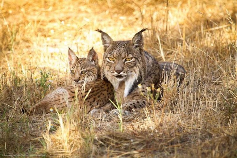 La población de linces ibéricos supera el millar de ejemplares, mejor balance en dos décadas
