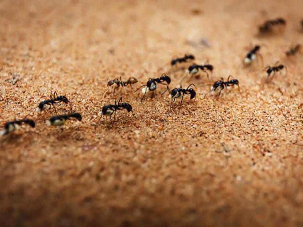 Repelente Increíble Contra Las Hormigas