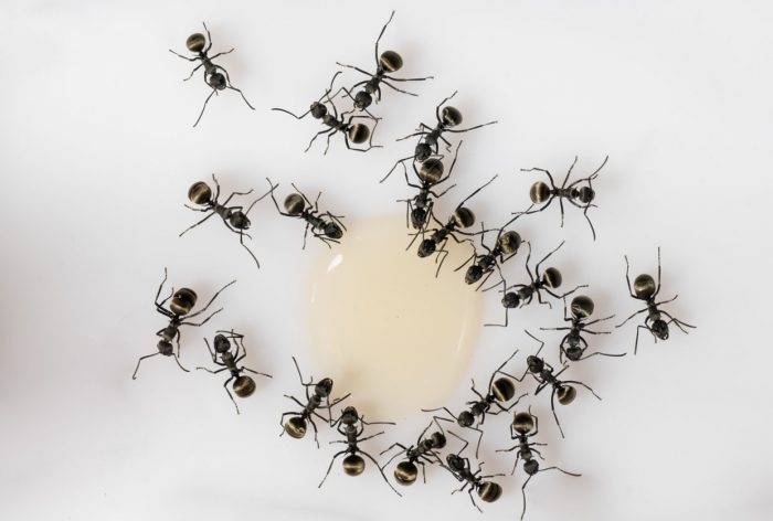 Cómo mantener las hormigas alejadas de tu casa