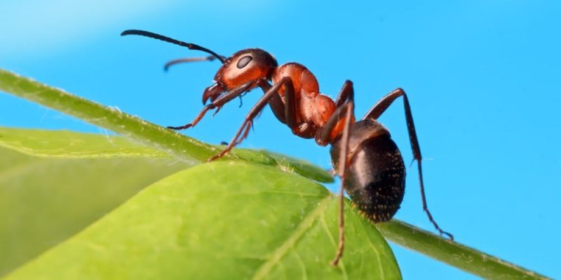 ¿Qué Son Las Hormigas?