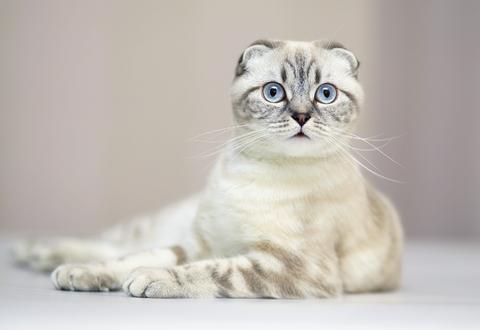 Las razas de gatos más raras del mundo