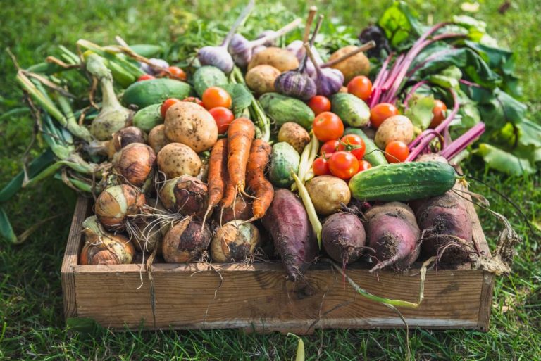 Los desafíos alimentarios en el mundo aumentarán la mortalidad en 2050
