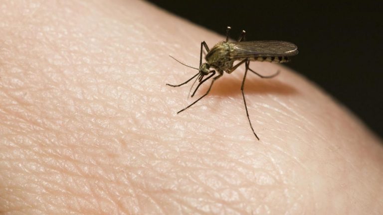 Cómo librarte de los mosquitos