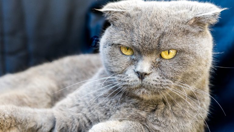 Ocho cosas que los gatos odian que le hagan los humanos