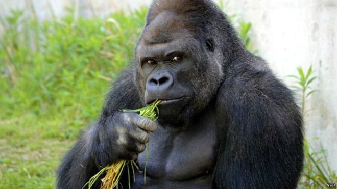 Qué Animal Eres Según La Fecha En La Que Naciste 150 Qué Animal Eres Según La Fecha En La Que Naciste