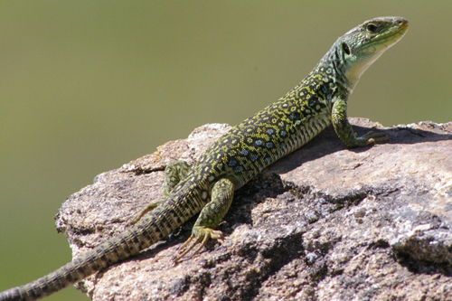 Qué Animal Eres Según La Fecha En La Que Naciste 162 Qué Animal Eres Según La Fecha En La Que Naciste